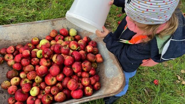 Bild Schubkarre mit Äpfeln