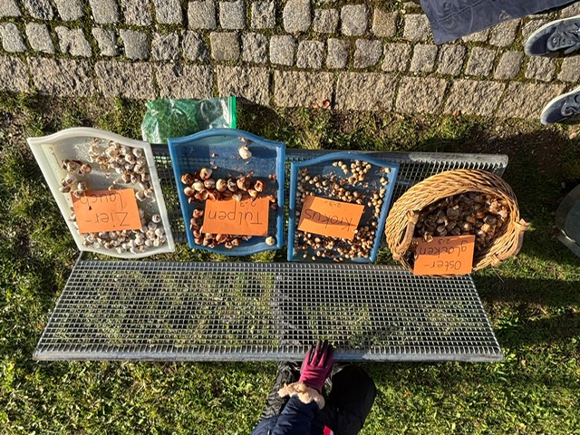 Bild Blumenzwiebeln 2024