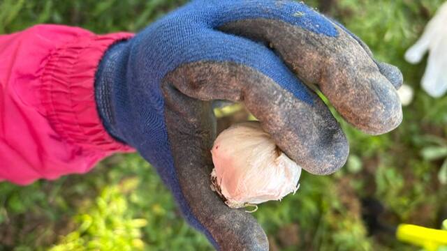 Bild Hand mit Blumenzwiebel 2024